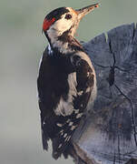 Syrian Woodpecker