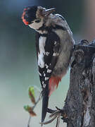 Syrian Woodpecker