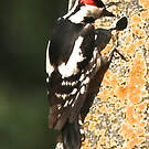 Pic syriaque