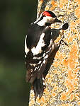 Pic syriaque