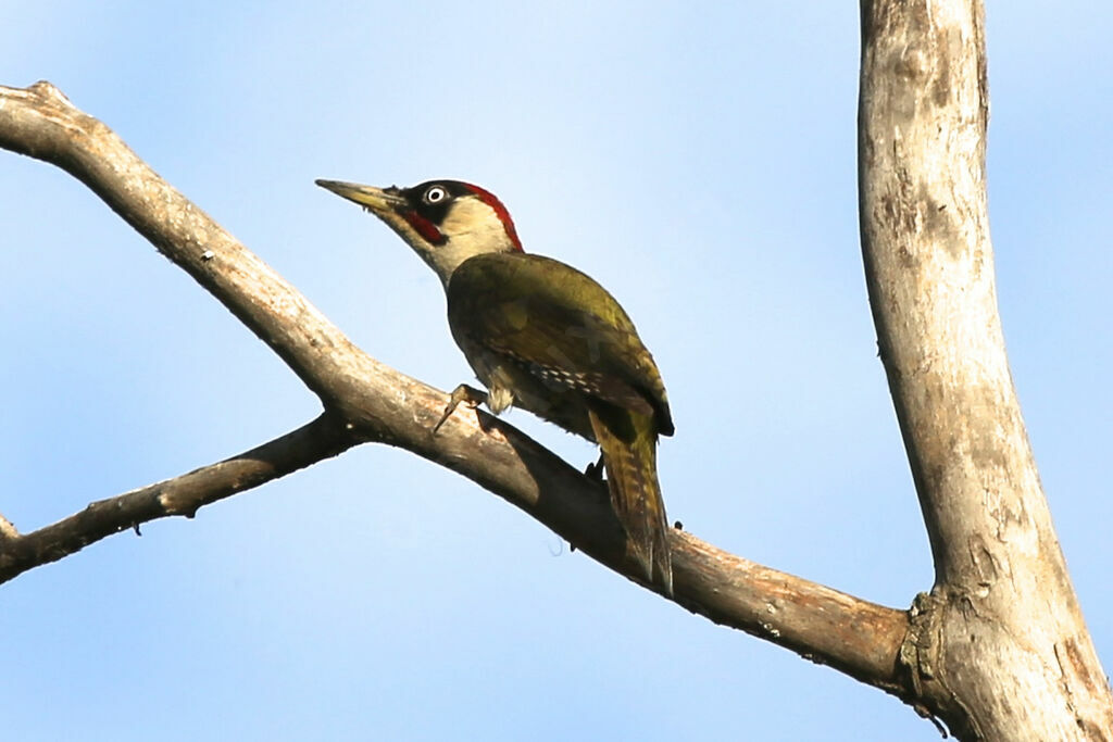 European Green Woodpecker