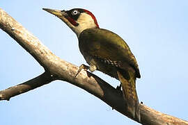 European Green Woodpecker