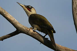 European Green Woodpecker