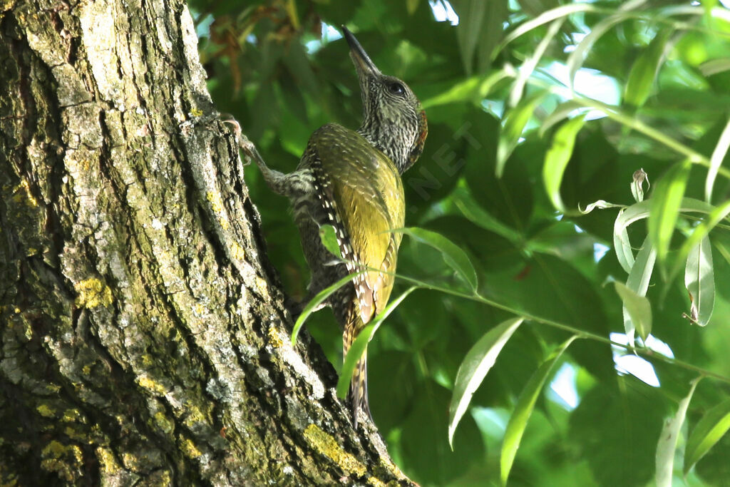 European Green Woodpeckerimmature