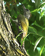 European Green Woodpecker