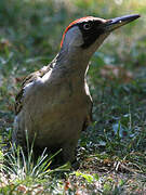 European Green Woodpecker