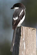Northern Fiscal