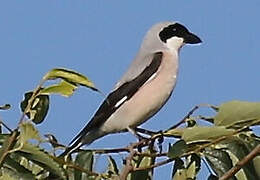 Lesser Grey Shrike