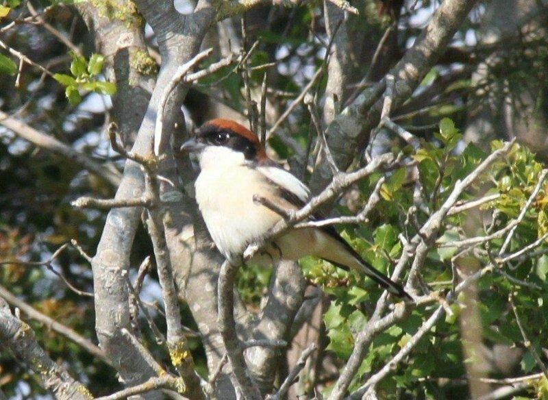 Woodchat Shrike