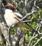 Woodchat Shrike