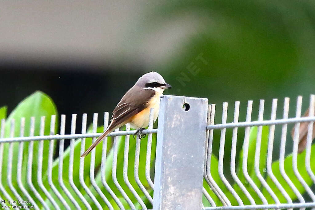 Brown Shrikeadult, identification