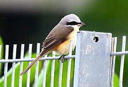 Brown Shrike