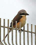 Brown Shrike