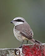 Brown Shrike