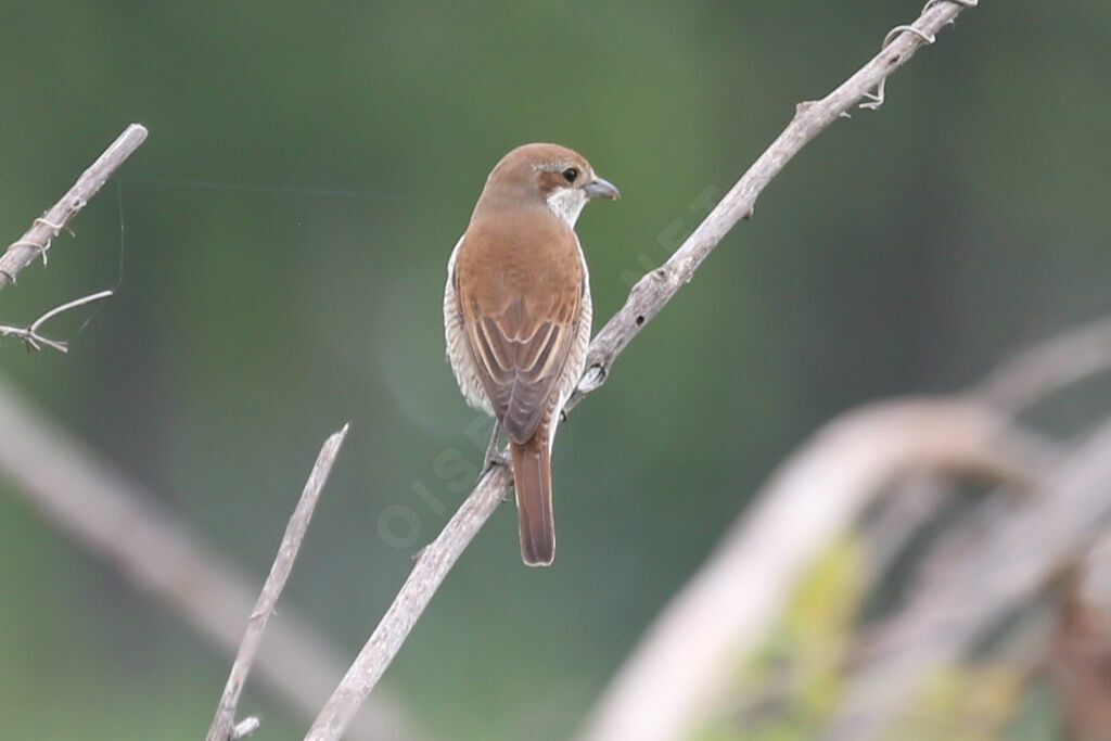 Red-backed Shrike