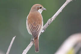 Red-backed Shrike