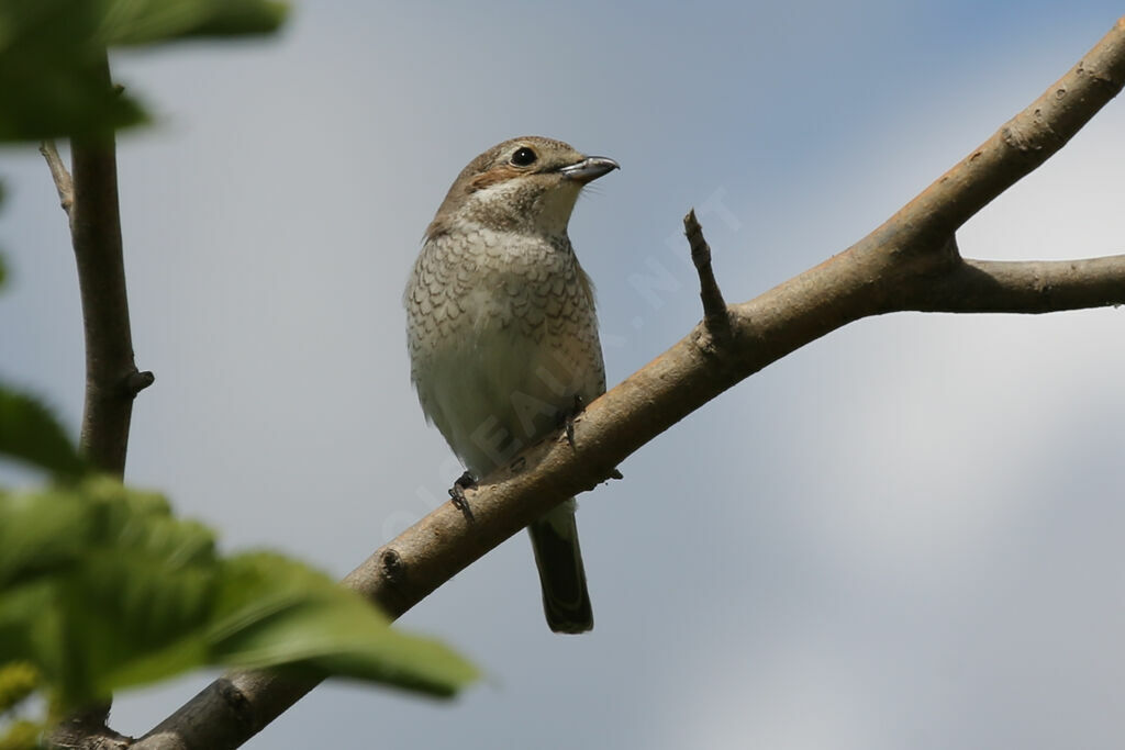 Red-backed Shrike