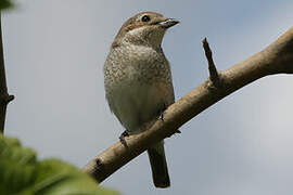 Red-backed Shrike