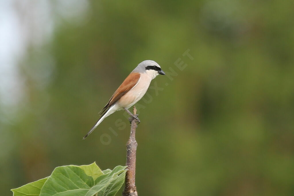 Red-backed Shrike