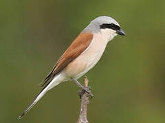 Red-backed Shrike