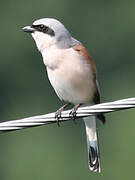 Red-backed Shrike