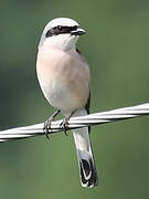 Red-backed Shrike