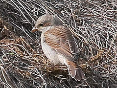 Red-backed Shrike