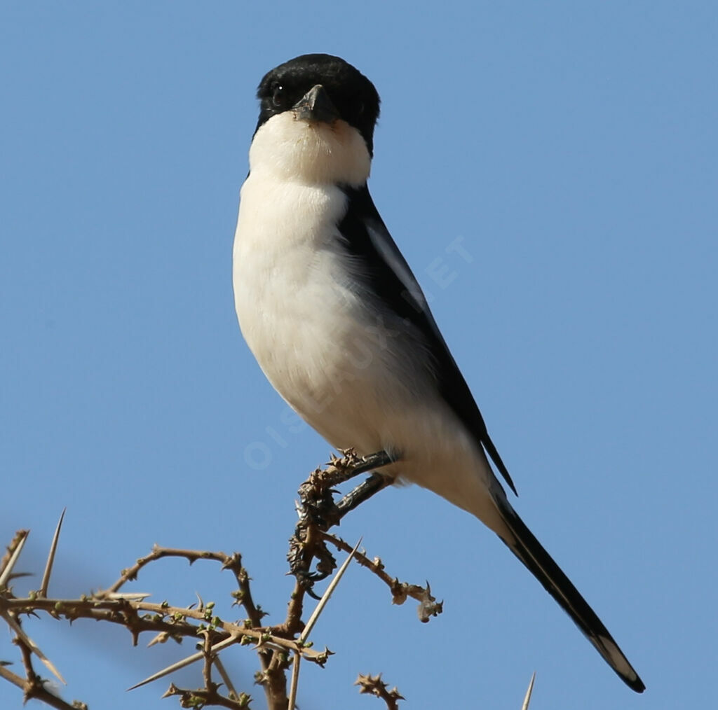 Southern Fiscal