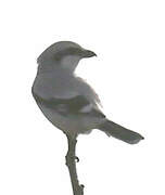 Great Grey Shrike