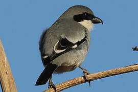 Great Grey Shrike