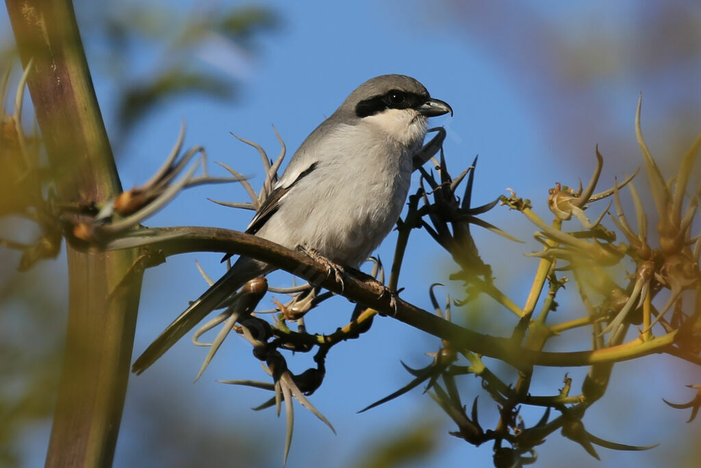 Great Grey Shrike