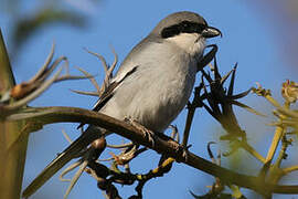 Great Grey Shrike