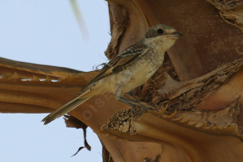 Isabelline Shrikejuvenile