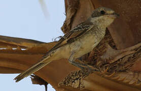 Isabelline Shrike