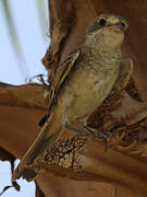 Isabelline Shrike