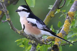 Masked Shrike