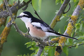 Masked Shrike