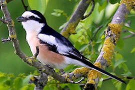 Masked Shrike