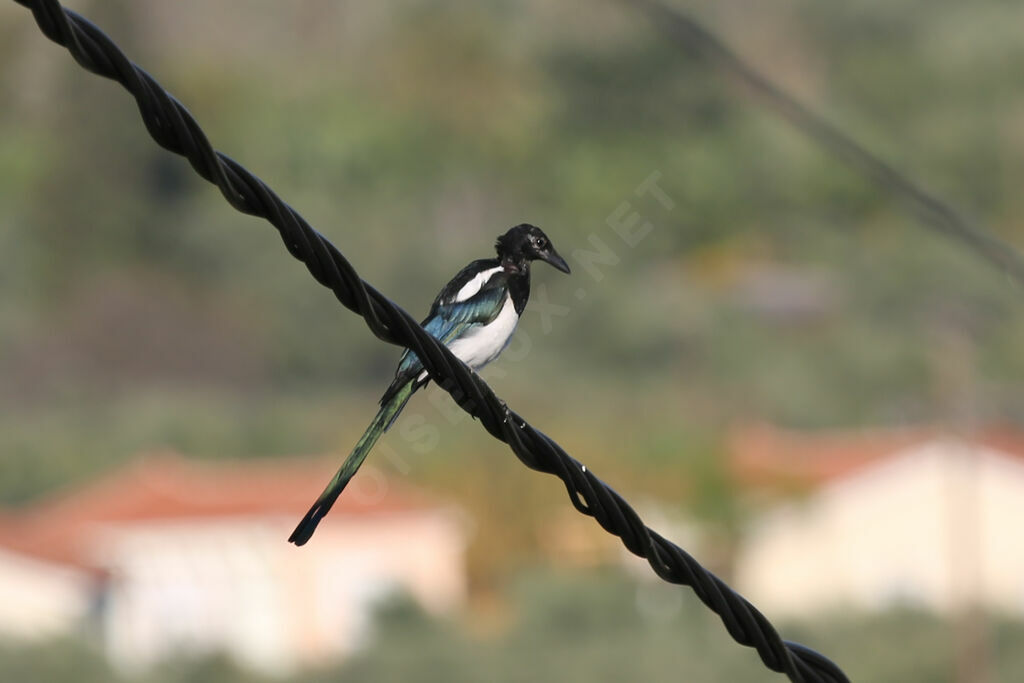 Eurasian Magpie