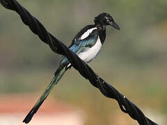 Eurasian Magpie