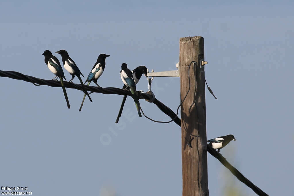 Eurasian Magpie, Behaviour