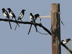 Eurasian Magpie