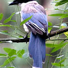 Pie bleue