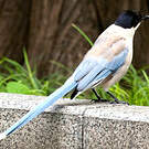 Pie bleue