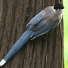 Pie bleue