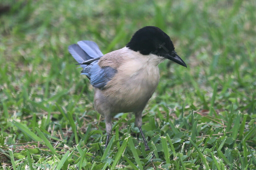 Iberian Magpie