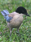 Iberian Magpie