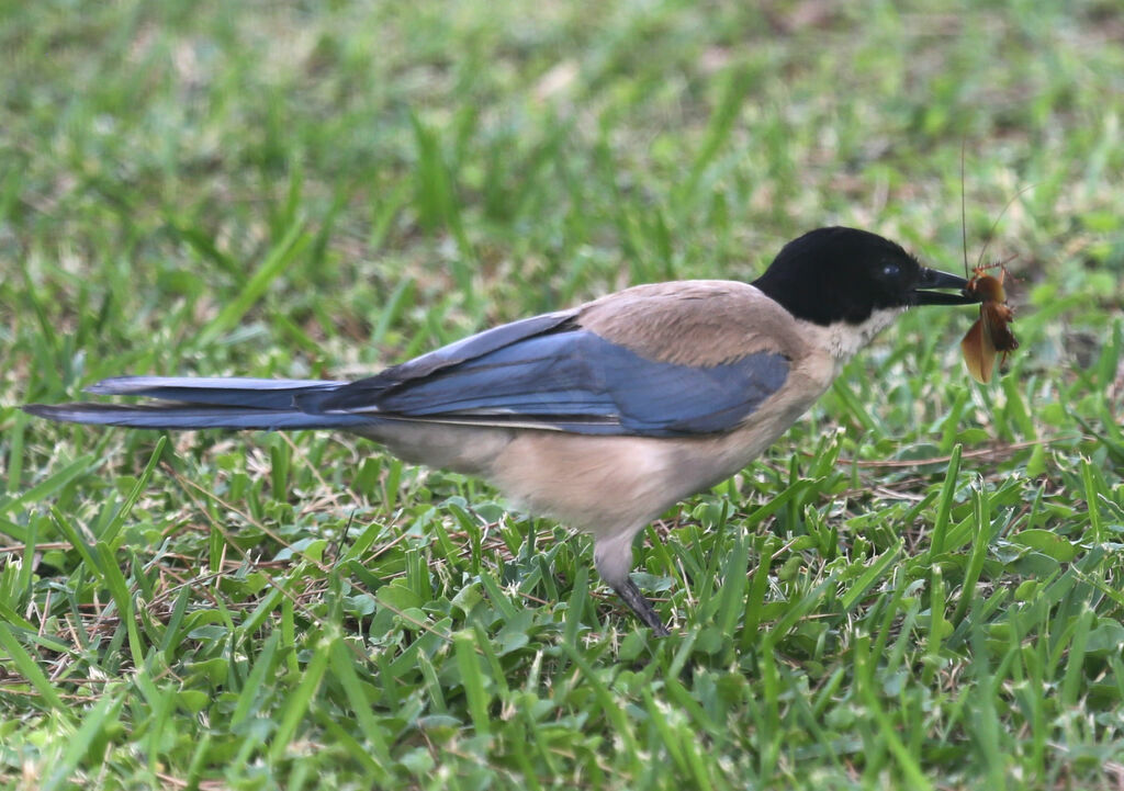 Iberian Magpie