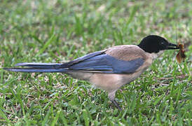 Iberian Magpie