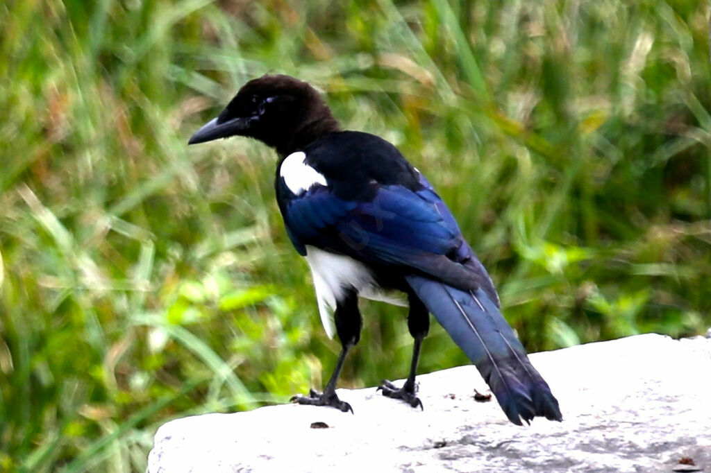 Oriental Magpie